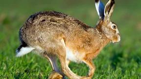 Anwohner hielten Hasen für Einbrecher