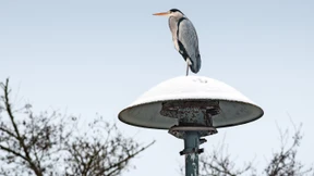 Ein Grund zum Heulen