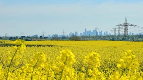 Dank Raps aus Rhein-Main kein Mangel an Speiseöl