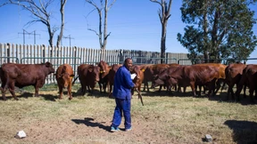 Land-Enteignungen könnten Südafrika teuer zu stehen kommen