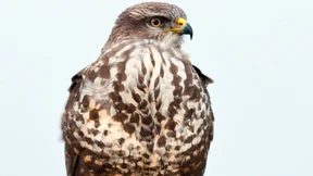 Jäger in der Dachlandschaft