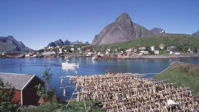 Fremdwährungszertifikate mit Kupon