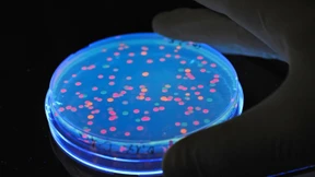 Mit Salmonellen gegen den Krebs?