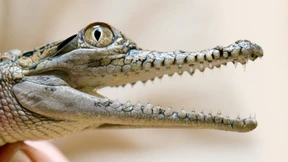 EU-Länder wollen Wildtiere als Haustiere verbieten