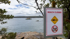 Vier Haiattacken innerhalb von 48 Stunden in Sydney