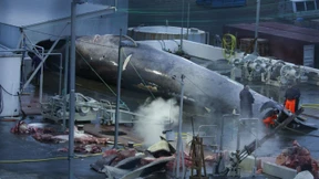 Islands Walfänger erlegen die ersten Finnwale der Saison