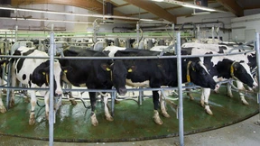 Niedriger Milchpreis stürzt Bauern in die Krise