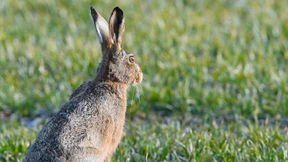 Hasenpest im Raum Limburg festgestellt