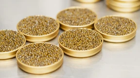 Der Liebling der Sterneköche