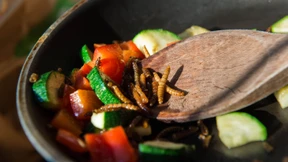 Essen wir bald wirklich mehr Insekten?