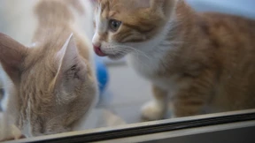 Französisches Paar hielt fast 160 Katzen in seiner Wohnung