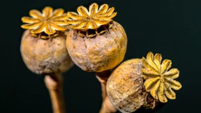 Mohnsaft, du stillst uns den Schmerz