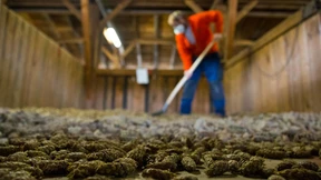 Genetisches Gedächtnis der hessischen Wälder