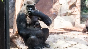 Gorilla-Baby stirbt eine Woche nach der Geburt