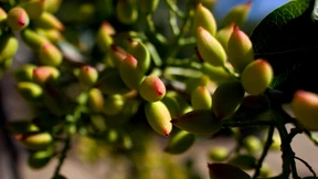 Griechenland will Troika milde stimmen