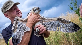 Fischadler breiten sich im Nordosten weiter aus