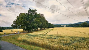 Bürgerpark als Nachbarschreck