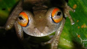 Killerpilze im Froschparadies