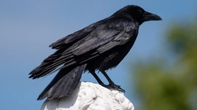 Wenn Krähen zu viel Fast-Food fressen