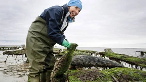 Austern aus Deutschland? Aber sicher!