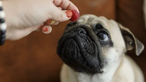 Für den Hund gibt’s heute Känguru