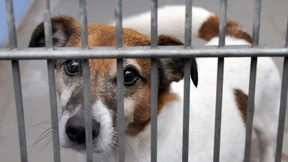 Hessens Tierheime ringen ums Überleben