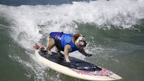 Hauptsache nicht Hundepaddeln