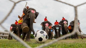 Elefanten im Einsatz gegen das Wettfieber