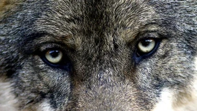 Der Wolf, das magische Wesen