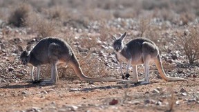 Dürre in Australien bringt diverse Gefahren mit sich