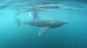 Riesenhai taucht vor Badeort in der Adria auf