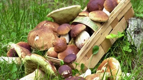 Sommer der Glückspilze