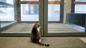 Campuskatze lebt seit zwölf Jahren in Hörsälen
