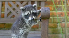 Wieso Tierkliniken keine Waschbären wollen