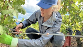 Wie ich meinen eigenen Champagner pflückte