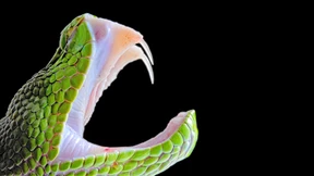 Die heimtückischen Giftspritzen der Schlangen