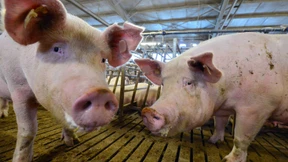 Hepatitis-E-Virus breitet sich aus