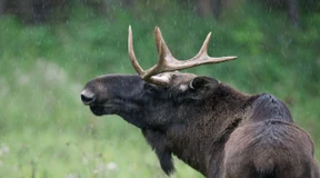 Ein Elch legt die U-Bahn lahm – und wird erschossen