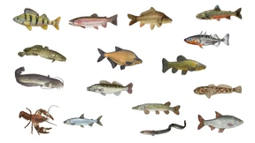 Sag mir, wo die Fische  sind