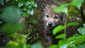 Gen-Analyse gegen die Mär vom bösen Wolf