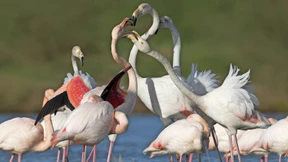 Catwalk der Flamingos