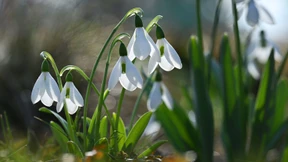 Der Frühling lässt wieder grüßen