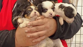 Das illegale Geschäft mit den Welpen