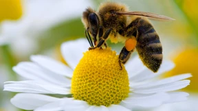 Kommission will Bienen schützen
