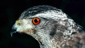 Die unsichere Zukunft des Habicht