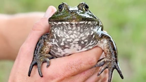 Frühwarnung vor Ochsenfröschen