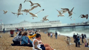 Die Möwen greifen an