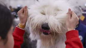 Diese Bilder verzücken sogar Katzenliebhaber