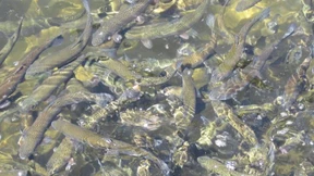 Lachse mit  magnetischer Seekarte