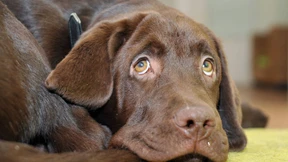 Übernachtung mit Vollpension gesucht